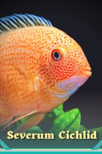 Severum Cichlid