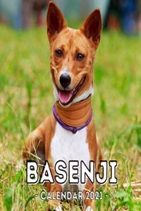 Basenji