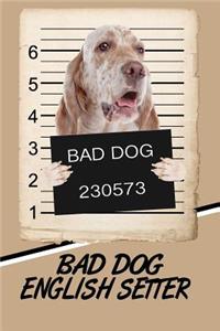 Bad Dog English Setter