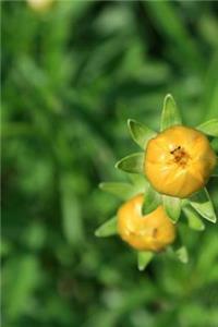 Flower Bud Journal