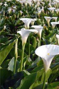 Elegant White Calla Lilies in a Garden Flower Journal