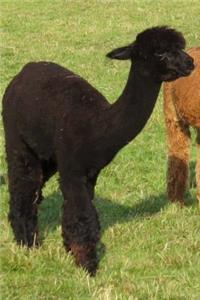 So Cute Black Baby Llama Animal Journal