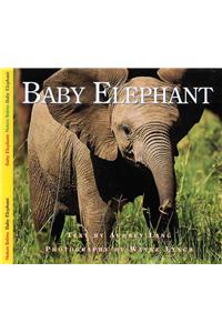 Baby Elephant