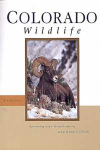Colorado Wildlife