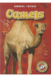Camels