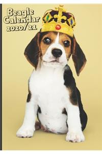 Funny Beagle Dog Daily Calendar 2020/2021