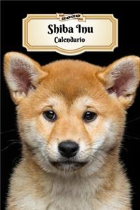 2020 Shiba Inu Calendario