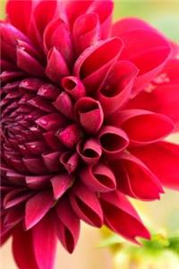 Red Dahlia Flower Blooming in Arizona Journal