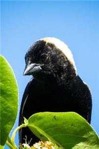 Bobolink (Dolichonyx Oryzivorus) Bird Journal