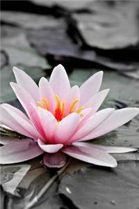 Pink Water Lily Flower Journal