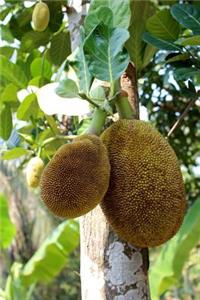 Breadfruit Tree Journal