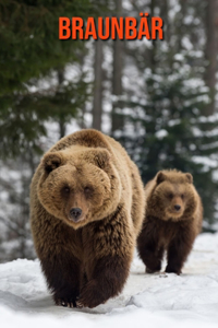 Braunbär