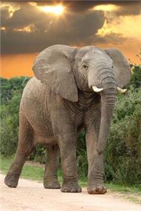 African Elephant Journal