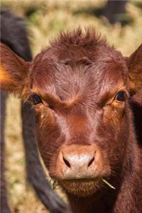 A Cutie Pie Young Brown Dairy Calf Animal Journal