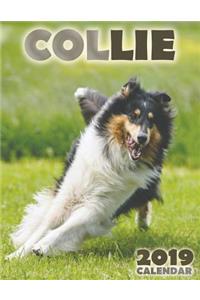 Collie 2019 Calendar