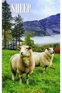 Sheep Weekly 5 X 8 Planner 2019