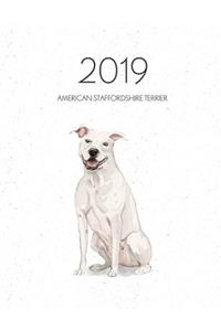 2019 American Staffordshire Terrier