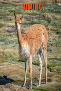 Vicuna