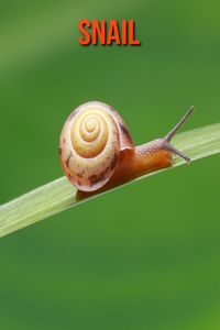 Snail