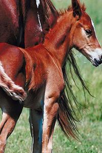 Horse Photo School Composition Book Equine Pinto Mare Foal