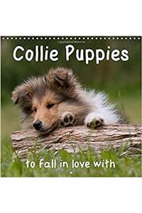 Collie Puppies to Fall in Love with 2018