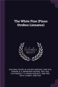 White Pine (Pinus Strobus Linnaeus)