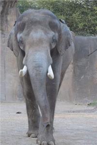 The Elephant Approaches Journal