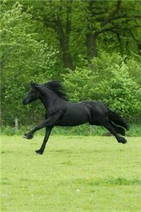 Black Beauty