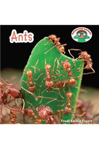 Ants