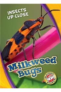 Milkweed Bugs