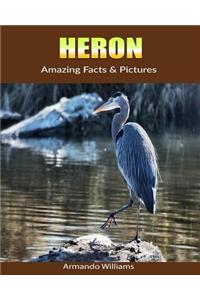 Heron: Amazing Facts & Pictures