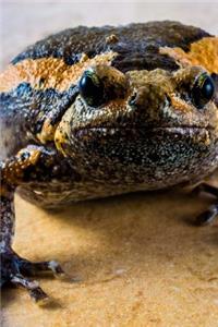 Toad on a Countertop Journal