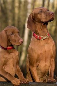 Two Curious Vizsla Dogs Journal
