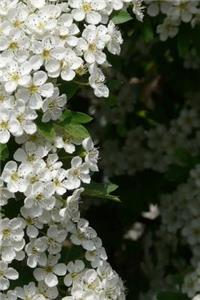 Pear Blossoms Notebook