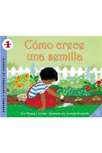 Como Crece Una Semilla