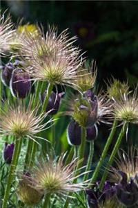 Springtime Pasque Flowers in a Meadow: 150 Page Lined Notebook/Diary