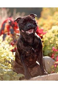 Staffordshire Bull Terrier