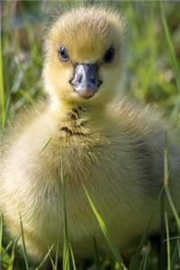 Charming Little Yellow Gosling Baby Goose in the Grass Journal
