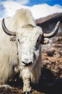 Himalayan Yak Journal