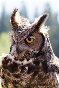 Great Horned Owl Journal