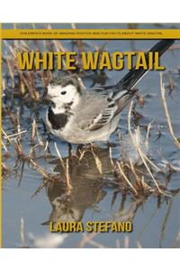 White Wagtail