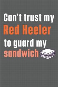 Can't trust my Red Heeler to guard my sandwich
