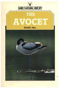 The Avocet