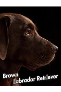 Brown Labrador Retriever