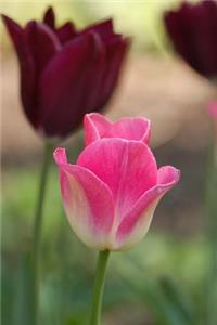 Flower Journal #10
