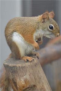 Little Squirrel Journal