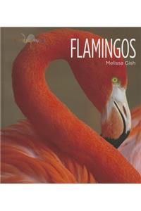 Flamingos