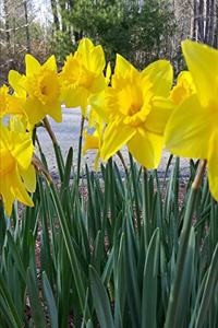 2020 Weekly Planner Spring Yellow Daffodils 134 Pages