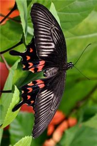 Solitary Papilio Polytes Mormon Butterfly Journal
