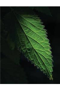 Nettle Leaf Sketchbook